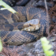 Illustration for article titled Six Mile Cypress Slough - Photos